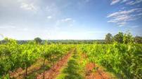Kiepersol Winery - Guided Winery Tasting for 6 202//113